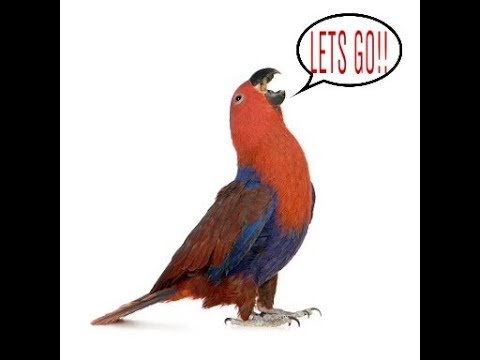 Female Eclectus Parrot Talking. Female Eclectus Parrot Talking.