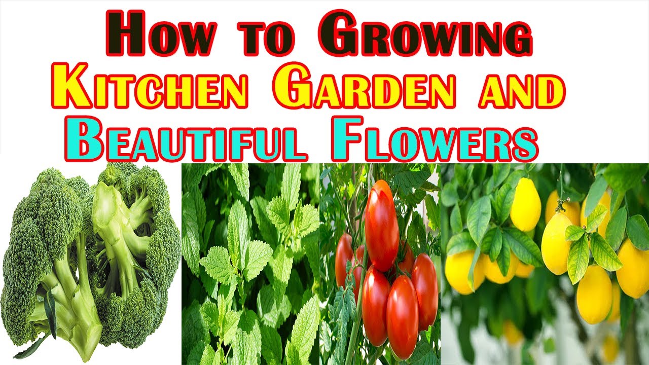 How to Grow Kitchen Garden and Beautiful Flowers Granny Crafts YouTube
