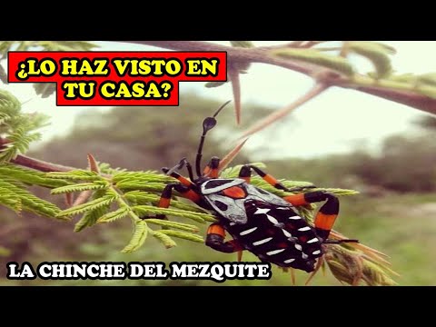 Video: Insectos que comen mezquite: reconocer los síntomas de las plagas del árbol de mezquite