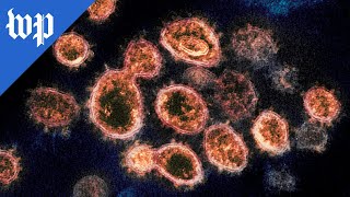 How coronavirus variants like omicron, delta form and spread