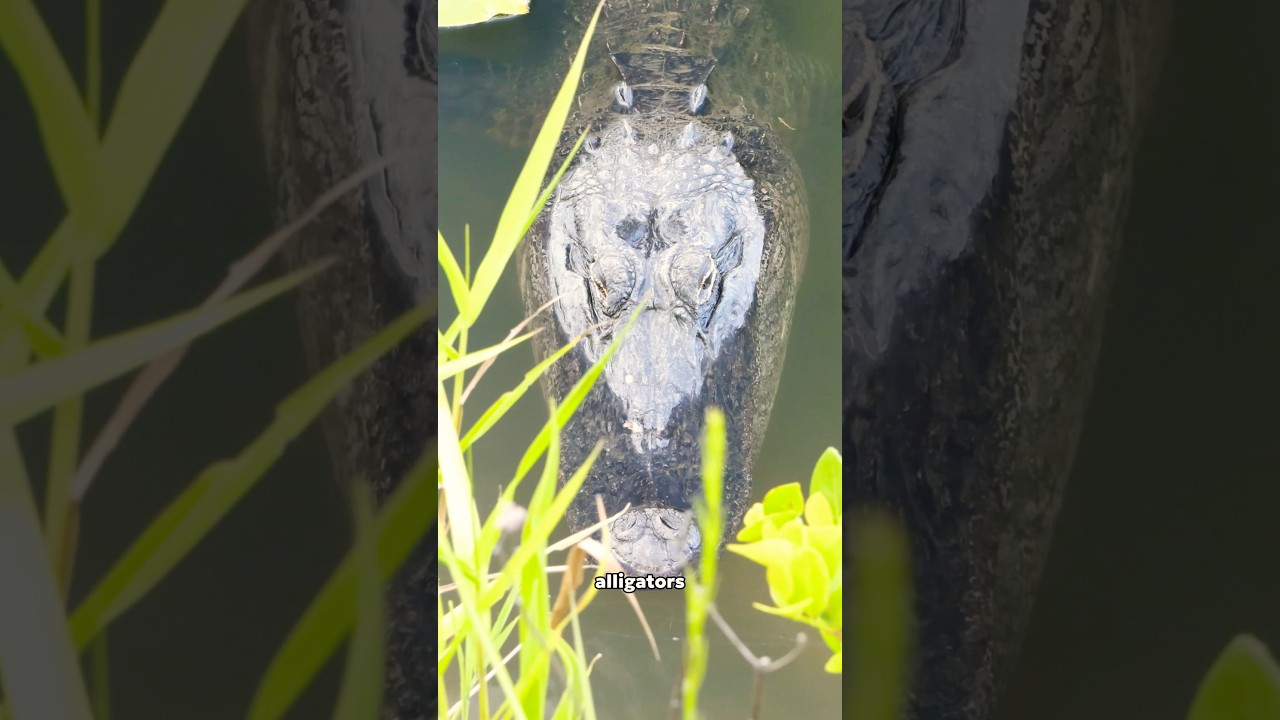 What’s actually living in the Everglades?