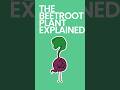 The Beetroot Plant Explained #shorts