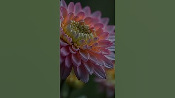 سورة العلق للشيخ المنشاوى من الآية 9 إلى14 #قران_كريم #اكسبلور #المنشاوى#راحة_نفسية