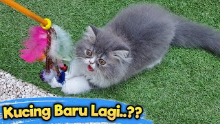 Kucing Baru Lagi? Bunda Adopsi Anak Kucing Lucu ♥ Aqilla's Diary