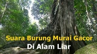 Suara Burung Murai Batu Liar di Dalam Hutan | No Copyright