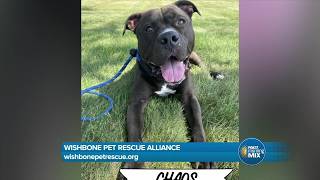 Wishbone Pet Rescue Alliance urgently seeking fosters and adopters