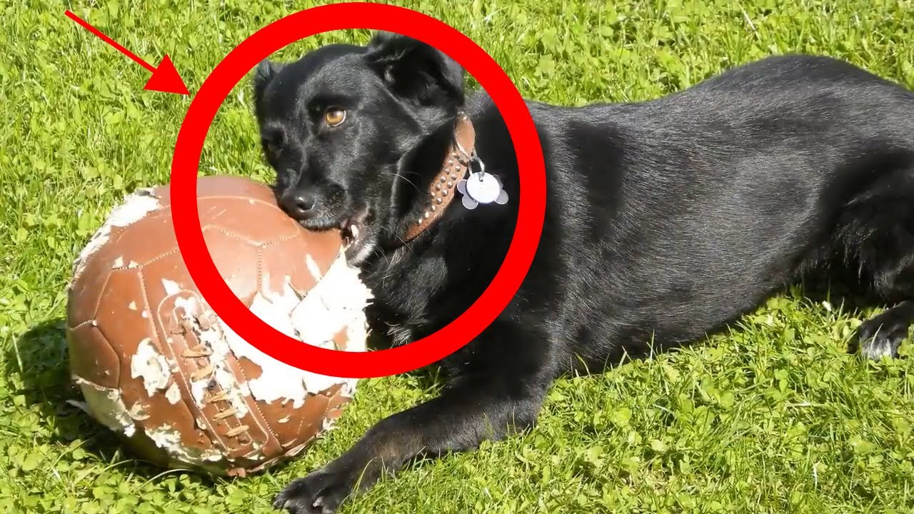 Zašto Pas Žvače Stvari I Šapu? Top 5 Razloga