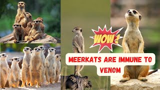 MARVELOUS MEERKAT FACTS / 4K SCENIC RELAXING FILM / CALMING MUSIC by EARTH TRACE 32 views 1 year ago 10 minutes, 45 seconds