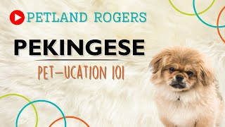 Everything you need to know about Pekingese puppies! by Petland Rogers 15 views 8 months ago 1 minute