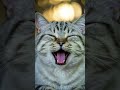 ASMR Hyper-Realistic Sleeping Cat — Soft Breathing & Gentle Purring in 8K 😴🐾 #asmr #cat #kitten