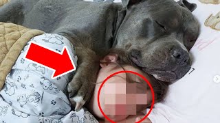 Parents Discover Where Their Pitbull Goes Every Night and Are Moved to Tears by Wonderbot Animals 4,263 views 1 month ago 11 minutes, 4 seconds