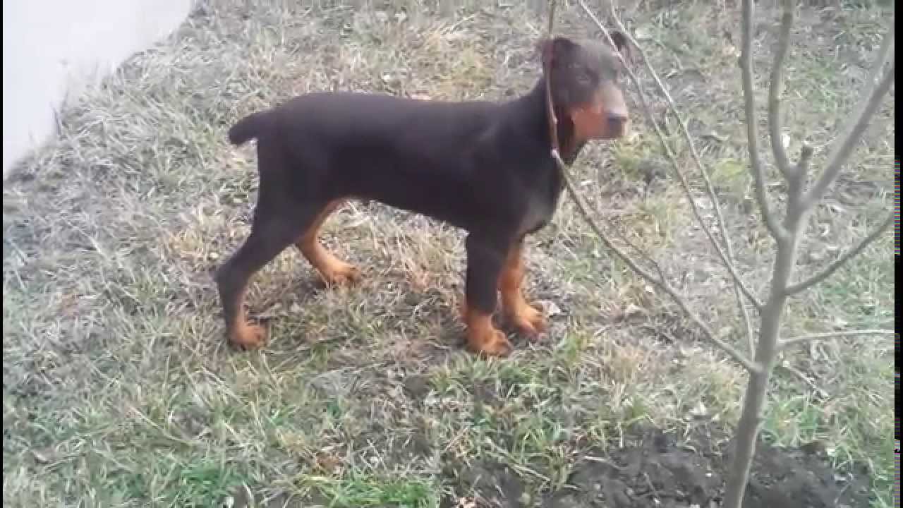 doberman 3 months