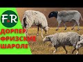 Мясные овцы дорпер и шароле. Молочные овцы - фризские на летнем пастбище хозяйства Навасард-Агро.