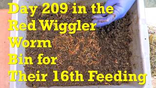 Worm bin where chances of finding any twine or pieces of cotton clothing is dwindling - vermicompost