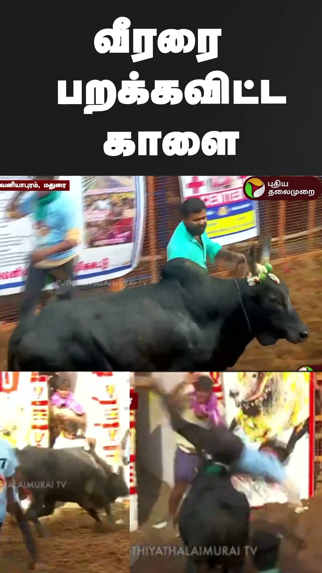 வீரரை பறக்கவிட்ட காளை | #shorts | #jallikattu
