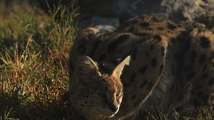 Watch the video about Happy Belated Birthday Lexie Serval Cat