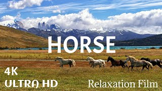 Horses (4k)  Majestic Companions | Nature | UltraHD | Peaceful  Relaxing | Informative Videos.