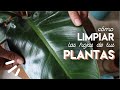 Cómo LIMPIAR las hojas de tus PLANTAS. Probando 3 métodos!