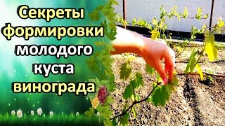 🍇СЕКРЕТЫ НЕСТАНДАРТНОЙ ФОРМИРОВКИ ВИНОГРАДА. ПЕРВАЯ ОБРАБОТКА ПО ЗЕЛЕНОМУ ЛИСТУ.