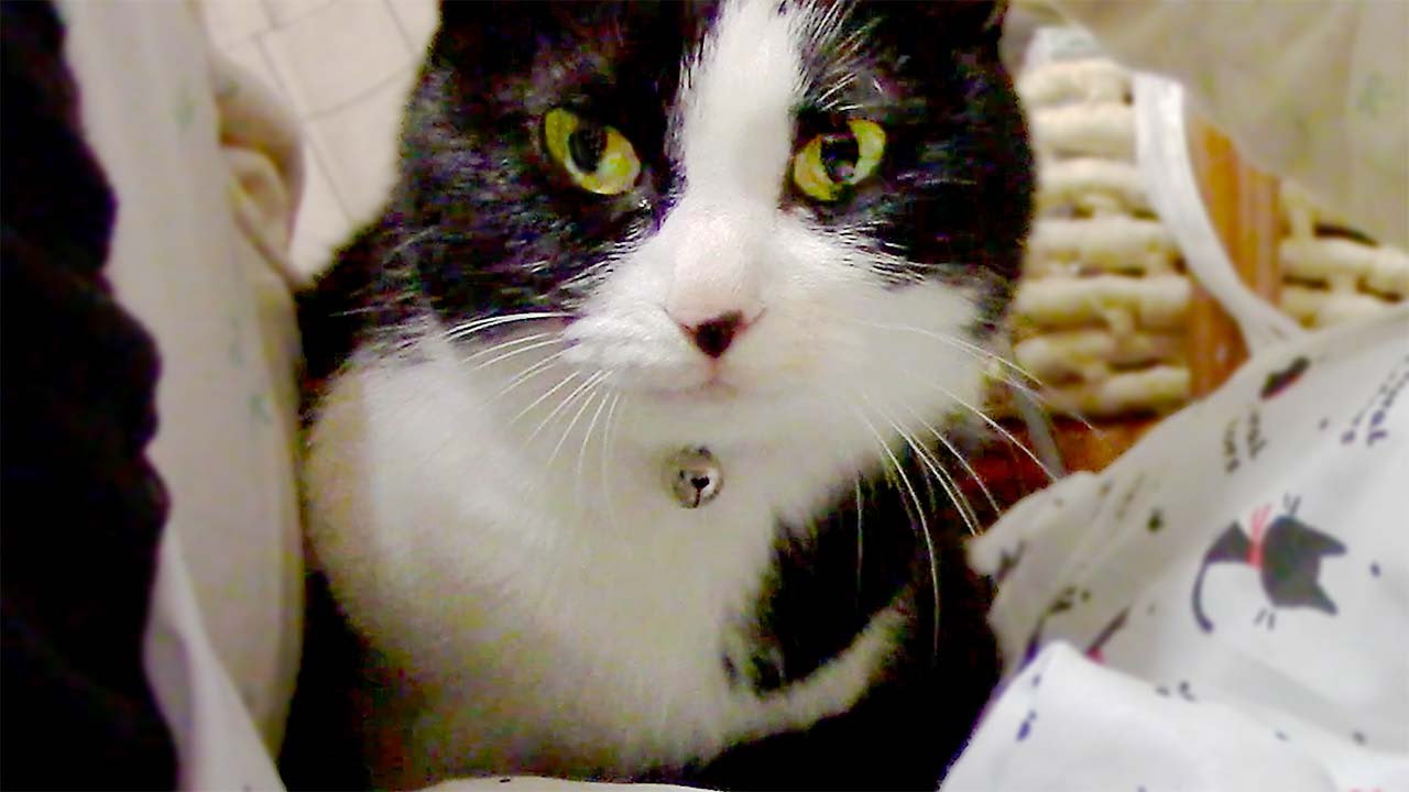 猫カフェ 横浜 保護猫のこだわり行動♡蘇る子猫の記憶? -Memory in the days of the kitten.Discerning action of the protection cat.
