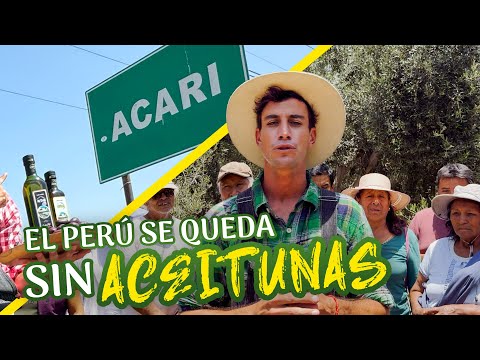 Agricooltores: ¡ALARMANTE! 😰 El Perú se está quedando sin aceitunas 🫒🚫