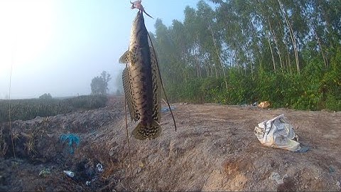 Một Ngày Câu Cá Tại Tân Phước Tiền Giang