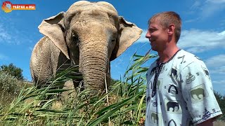 Сергей уводит Дженни в горы. Тайна третьего глаза. Слоны. Тайган. Elephants life in Taigan.