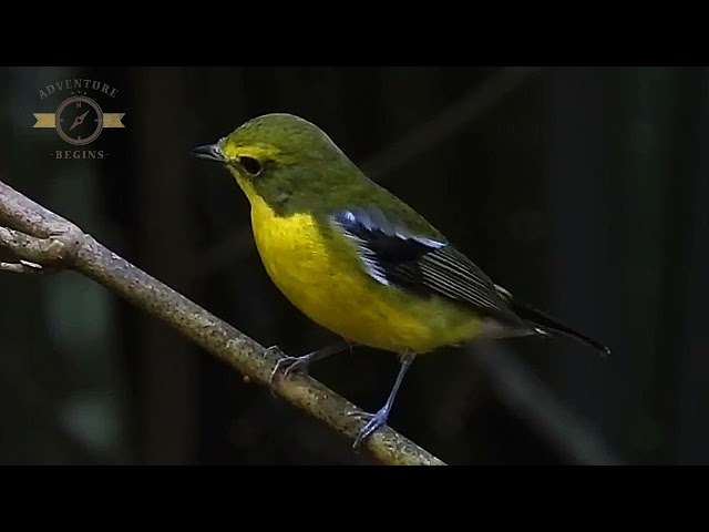 MASTERAN GACOR u0026 PIKAT SIKATAN EMAS SUARA PANCINGAN PART 1 KICAU MERDU ASLI SUARA BURUNG class=