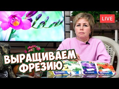 ФРЕЗИЯ ВСЕ О ВЫРАЩИВАНИИ 🌸 Посадка фрезии 🌸 прямой эфир про луковичные цветы.