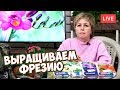 ФРЕЗИЯ ВСЕ О ВЫРАЩИВАНИИ 🌸 Посадка фрезии  🌸 прямой эфир про луковичные цветы.