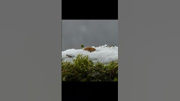 ice melt#shorts#youtubeshorts#youtube