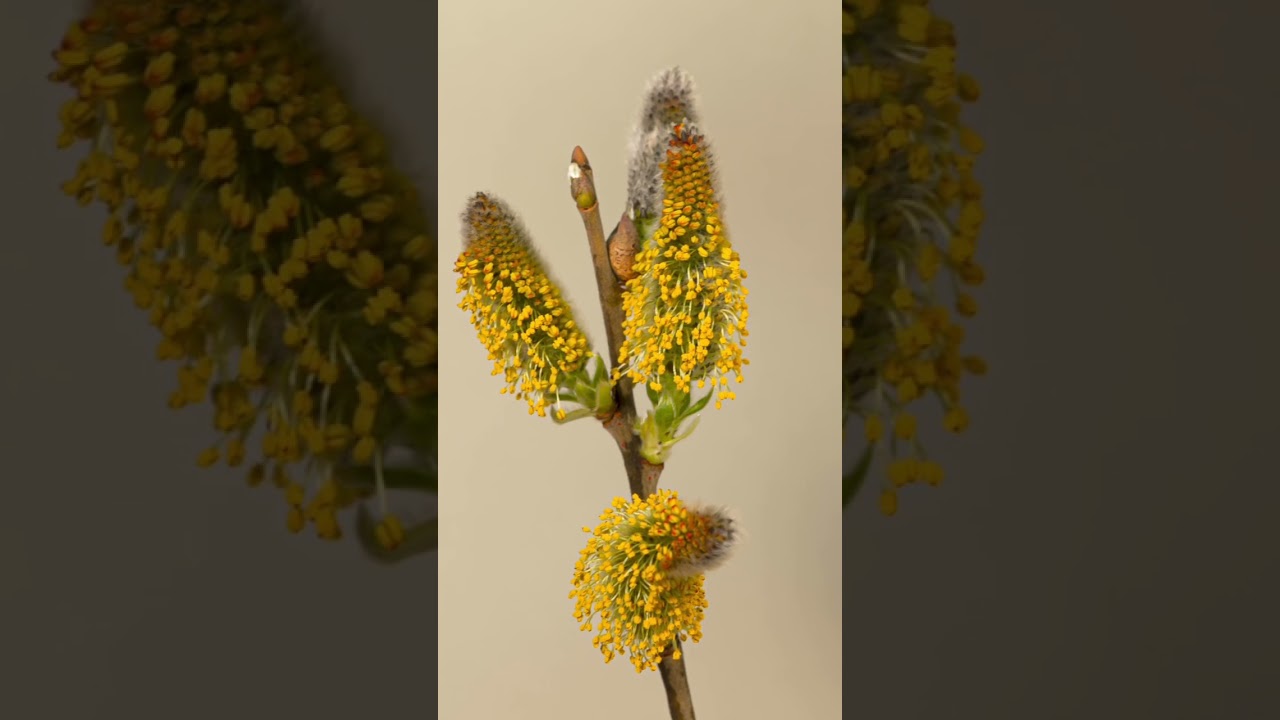 Willow Catkin