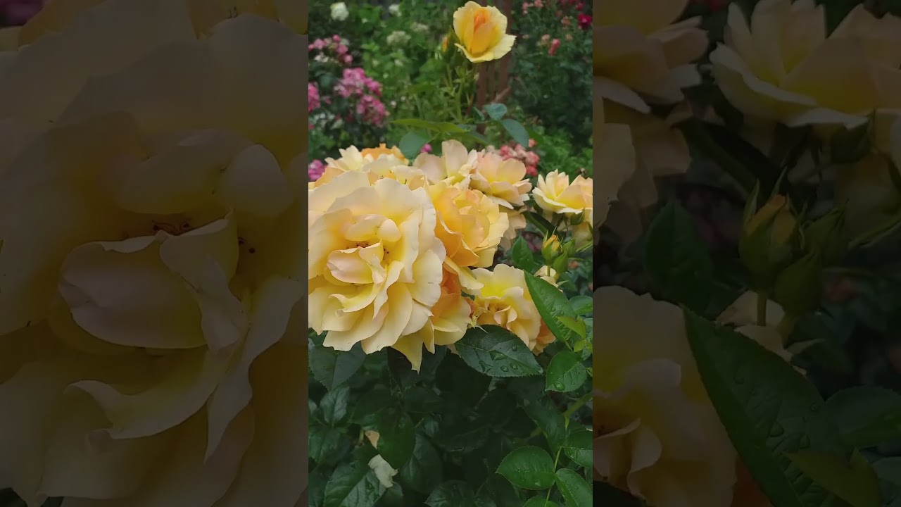 РОЗЫ 6 сортов крупным планом! Летние зарисовки