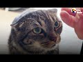 Her Cat Hates The New Kitten | The Dodo