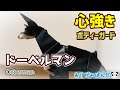 【ドーベルマン】ボディーガードとしての誇りを胸に、強く気高くあれ！