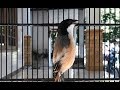 Terapy Cendet Ngetet Untuk Pancingan Cendet Stress Dan Bisu Mp3 - Mp4 Download
