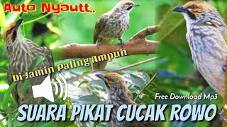 PASTI NYAUT- Suara Pikat Cucak Rowo Paling Ampuh Untuk Mikat Pancingan & Masteran- Mp3 Free Download
