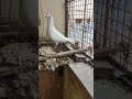 Mr White Long Distance Racing Pigeons