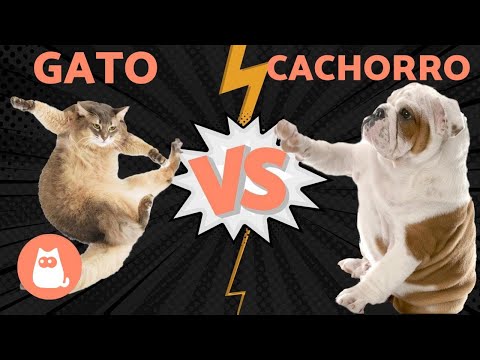 Video: Cachorro Contra Gato