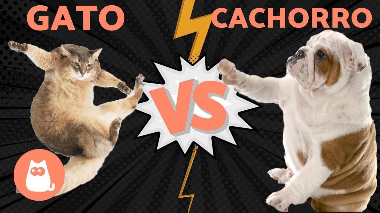 CACHORRO vs GATO - QUEM GANHA?! 🐶👊😺 