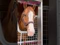 パールシークレット様のおなか♡ありがとう!!Pearl Secret🫧#horseracing #horse #アロースタッド #パールシークレット