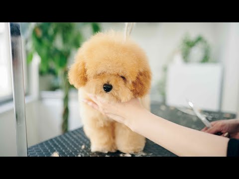 ボサボサティーカッププードルの初めてのトリミング ヘアカットASMR