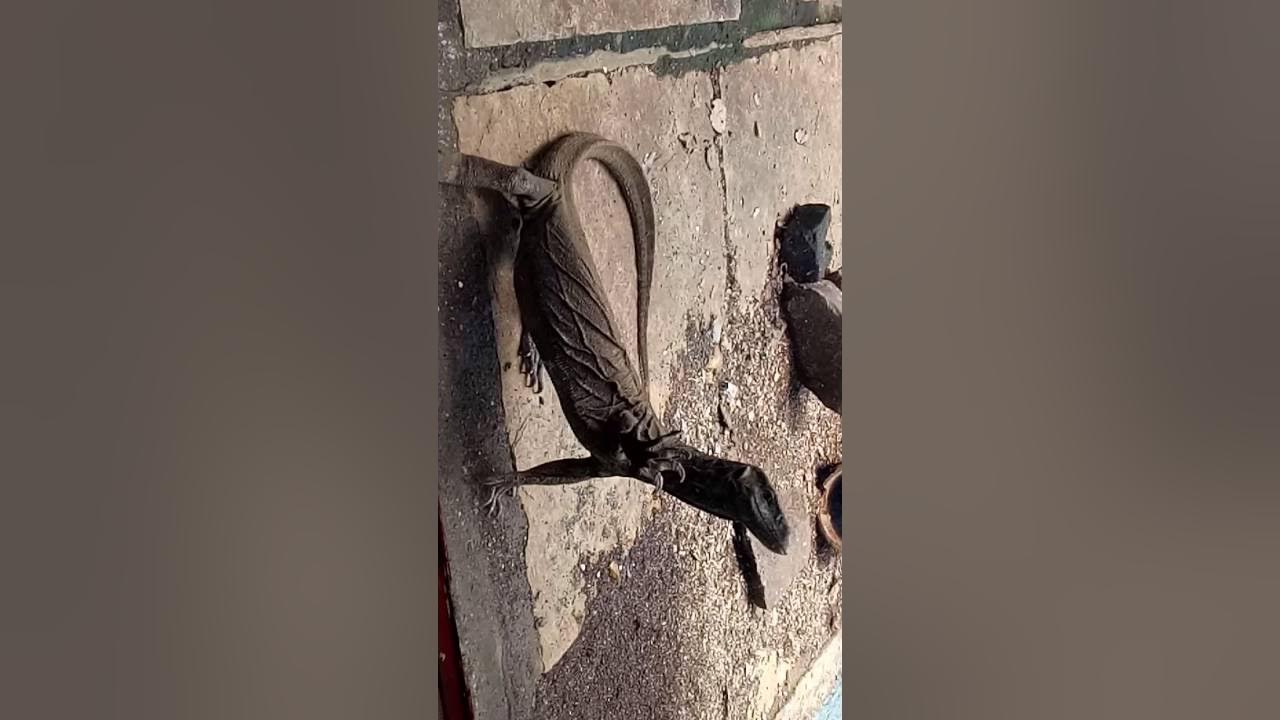 Amazing Monitor lizard from Maharashtra called Ghorpad YouTube
