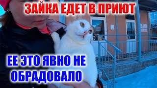 ЗАБИРАЕМ ЗАЙКУ В ПРИЮТ ! МАРИК СОЖРАЛ ЛИНОЛИУМ ! СЕГОДНЯ В ЭФИРЕ КОШАТНИК! СМОТРИМ!