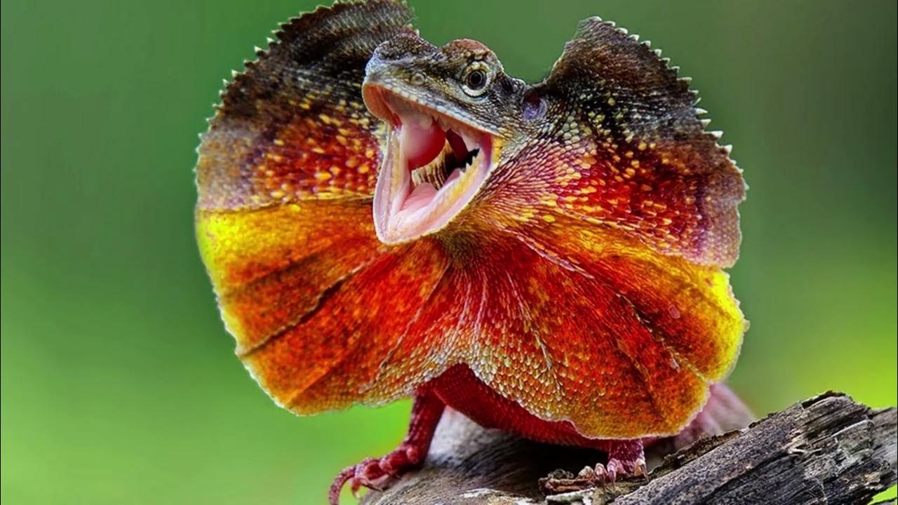 Шерстокрылые млекопитающие. Инфографика редкие животные. Top endangered animals. Домашние животные коллаж. Animals презентация.