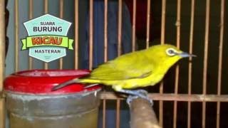 [NONSTOP] 3 JAM Suara Masteran Burung PLECI untuk Master Burung Macet