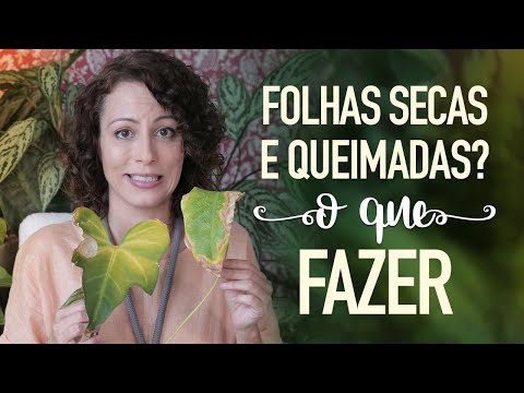 Vídeo: Por Que As Folhas Secam?