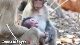 Dasar Monyet Bau Kadal Bintit ‼️