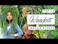 Amazingly weird houseplants you need  top 10 wacky and weird house plants