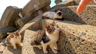 猫が沢山集まる階段